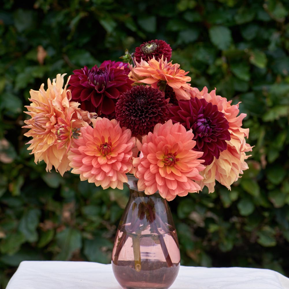 Jewels of Autumn Dahlia Collection