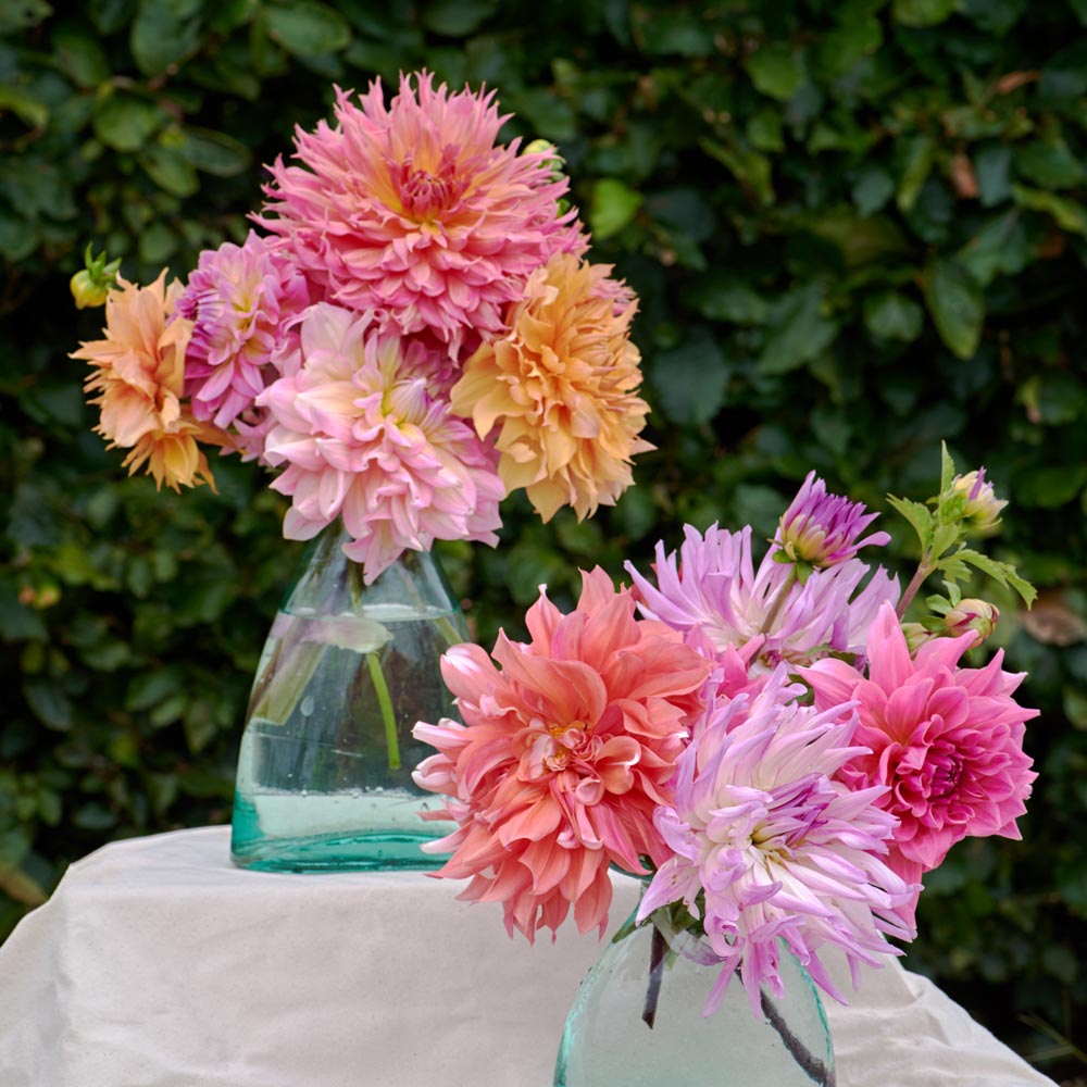 The Big Six Dahlia Collection