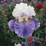  Iris germanica 'Dream of You'