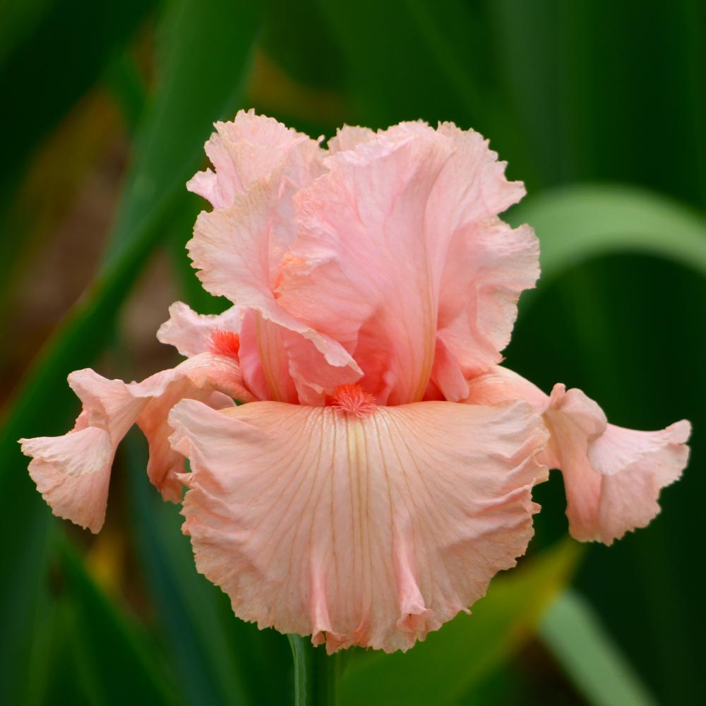 Iris germanica 'Angel's Rest'