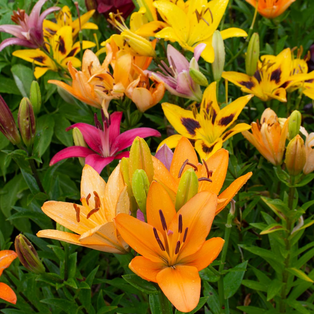 Lilium Naturalizing Mix | White Flower Farm