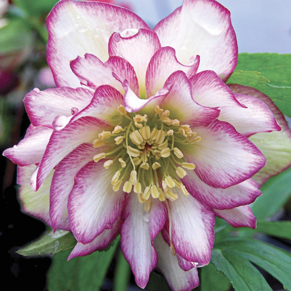 Helleborus x hybridus Winter Jewels® 'Rose Quartz'