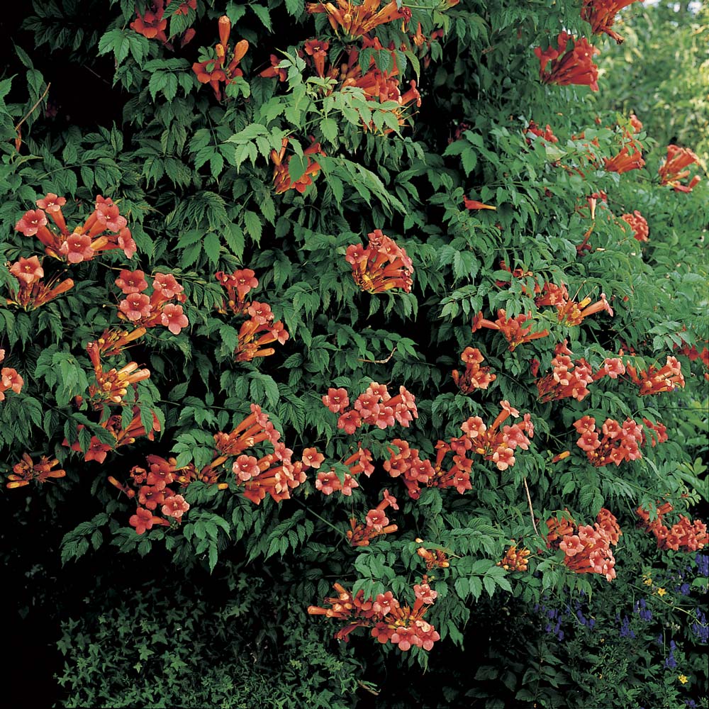 Campsis x tagliabuana 'Madame Galen'