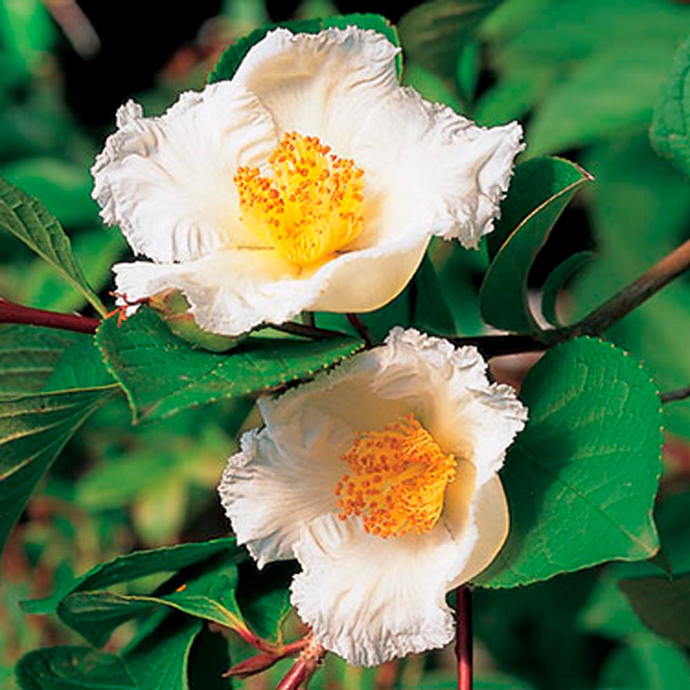 Stewartia pseudocamellia 'Ballet'