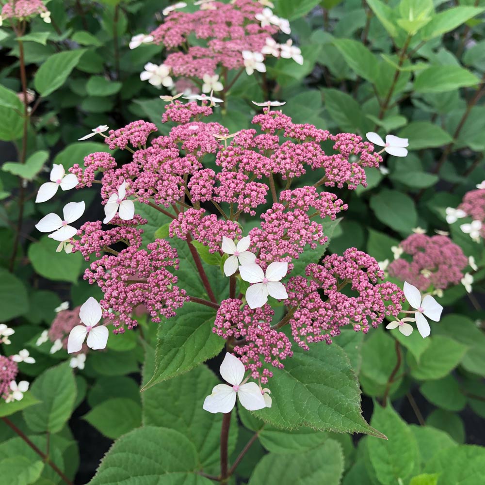 Hydrangea arborescens subsp. radiata Invincibelle Lace®