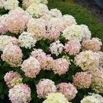  Hydrangea paniculata Fire Light Tidbit®