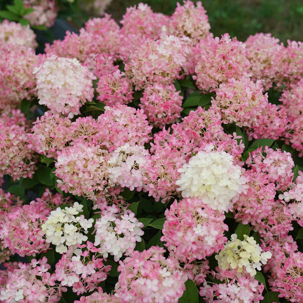Image of Firelight Tidbit Hydrangea Bouquet