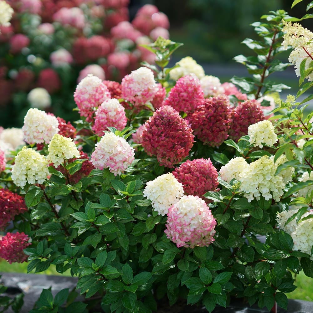 Image of Little Lime Punch Hydrangea bush in shade of tree