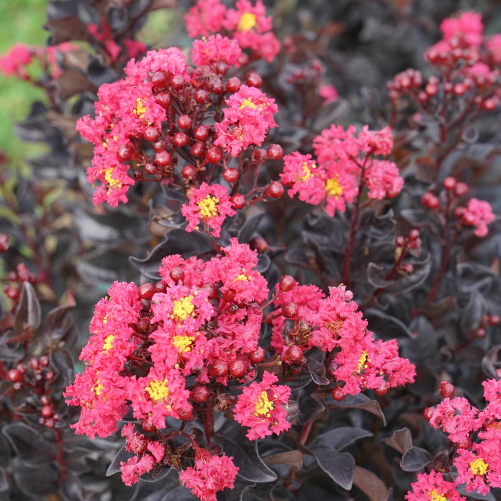 Lagerstroemia indica Center Stage™ Pink