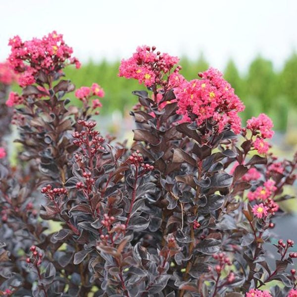 Lagerstroemia indica Center Stage™ Pink | White Flower Farm