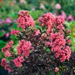  Lagerstroemia indica Center Stage™ Coral
