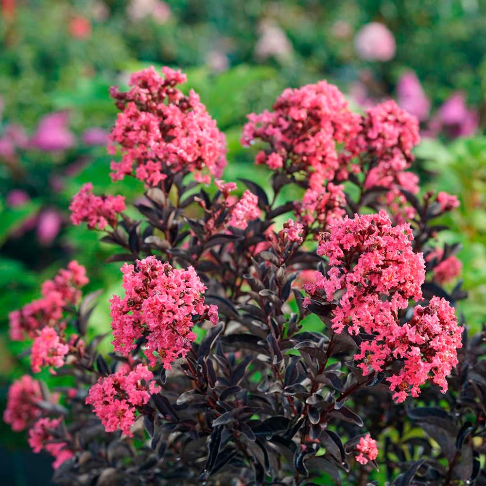 Lagerstroemia indica Center Stage™ Coral