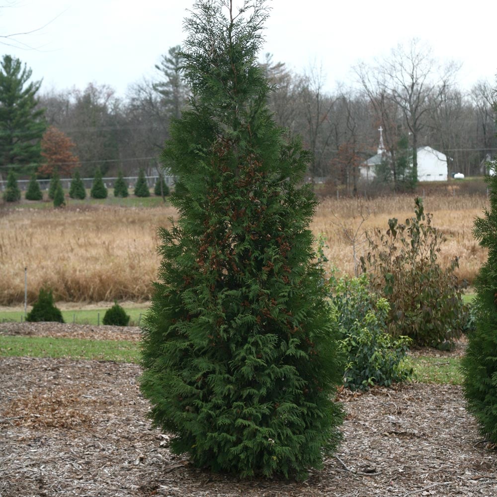 Thuja occidentalis 'American Pillar'