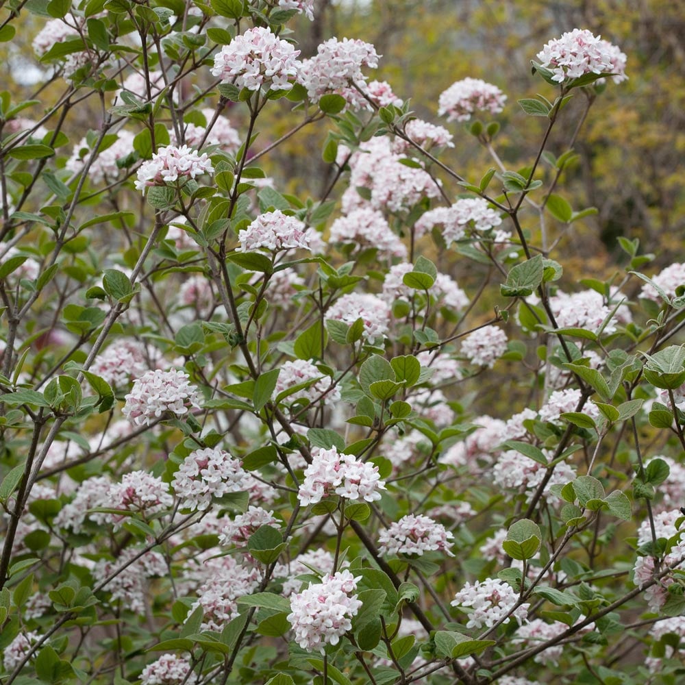 Viburnum carlesii Spice Girl®