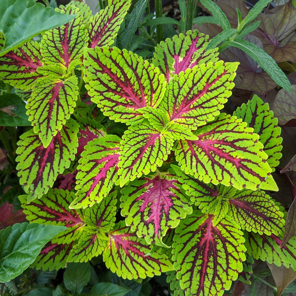 Coleus 'Dragon Heart'