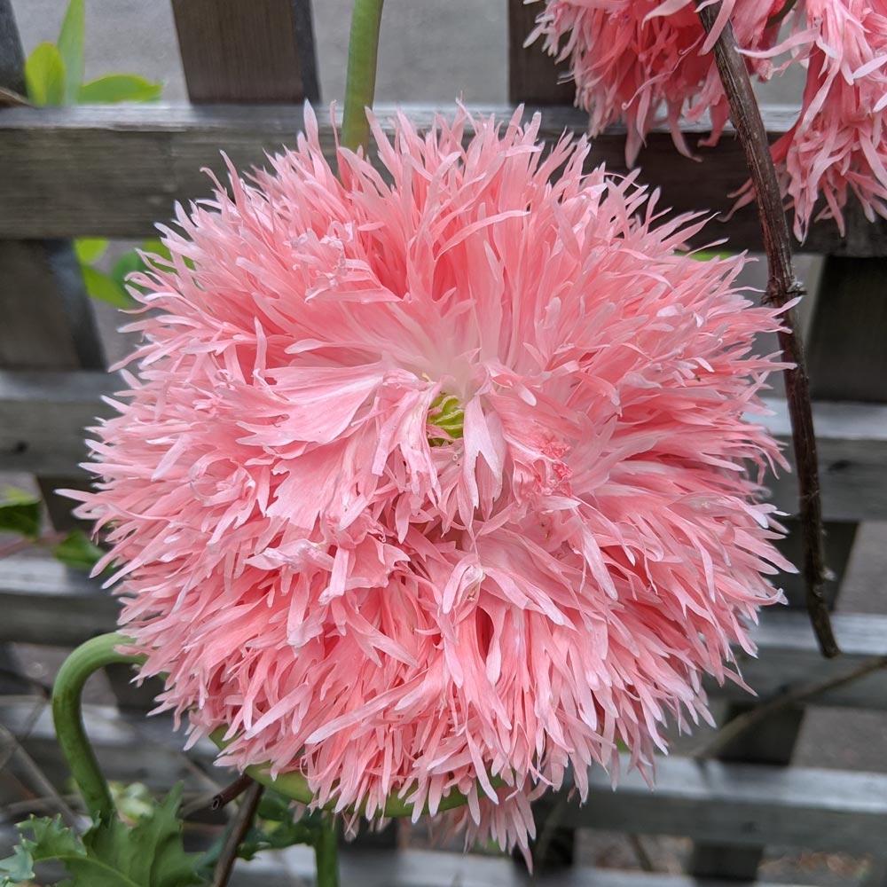 Papaver somniferum 'Venus'