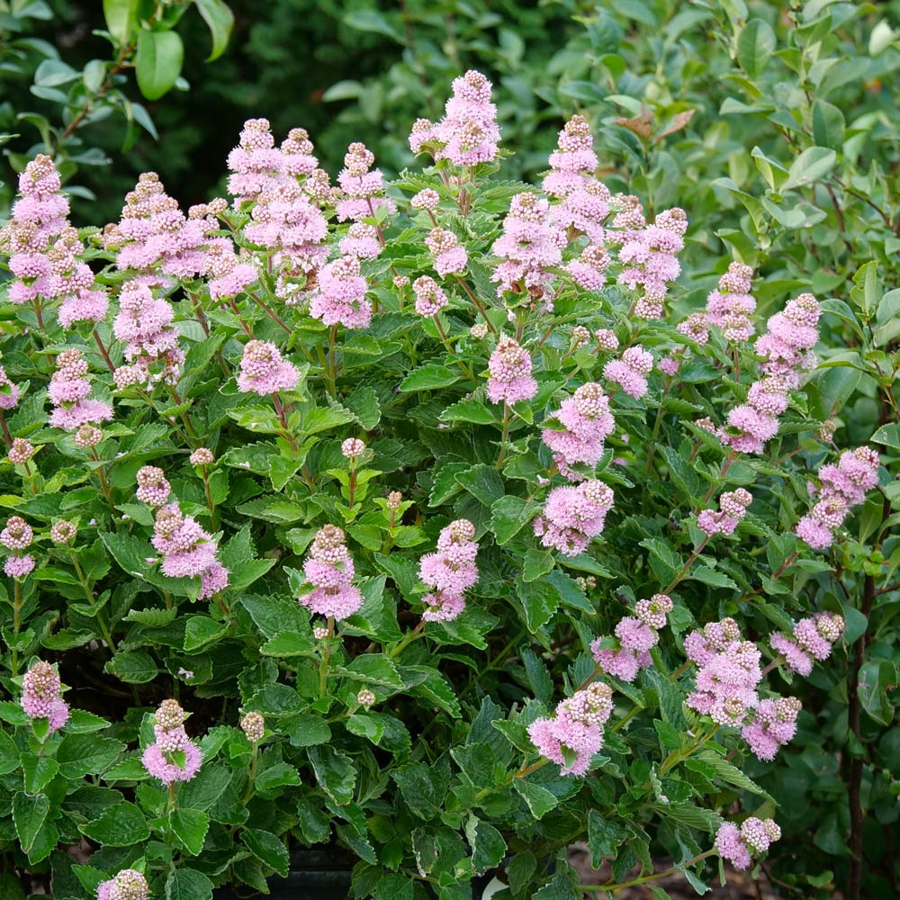 Caryopteris Beyond Pink'd™