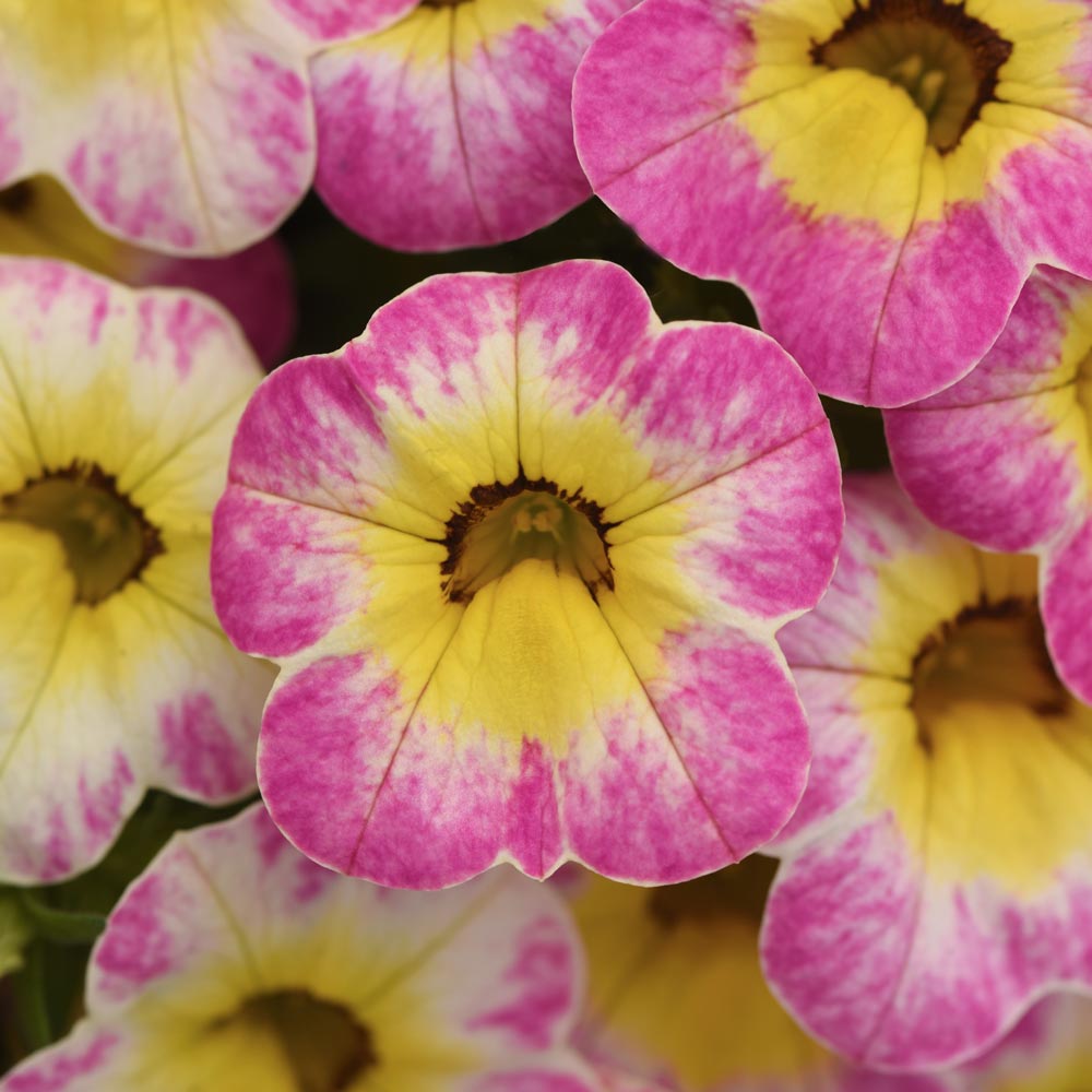 Calibrachoa Cha-Cha™ Diva Hot Pink