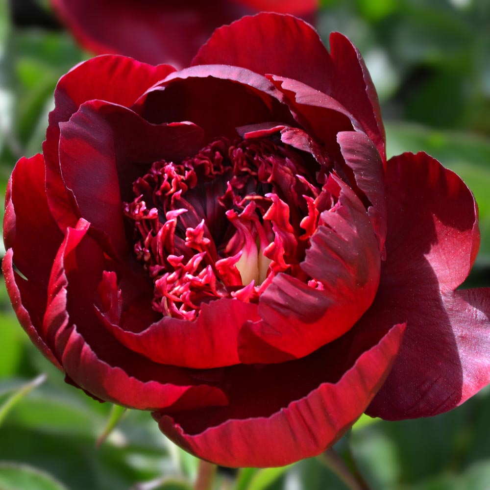 Peony 'Hot Chocolate'