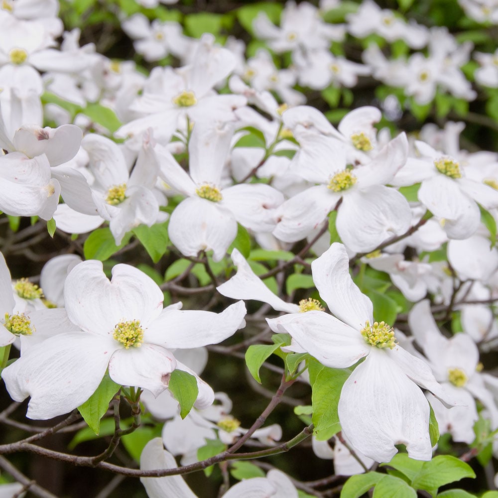 Cornus florida 'Appalachian Spring'