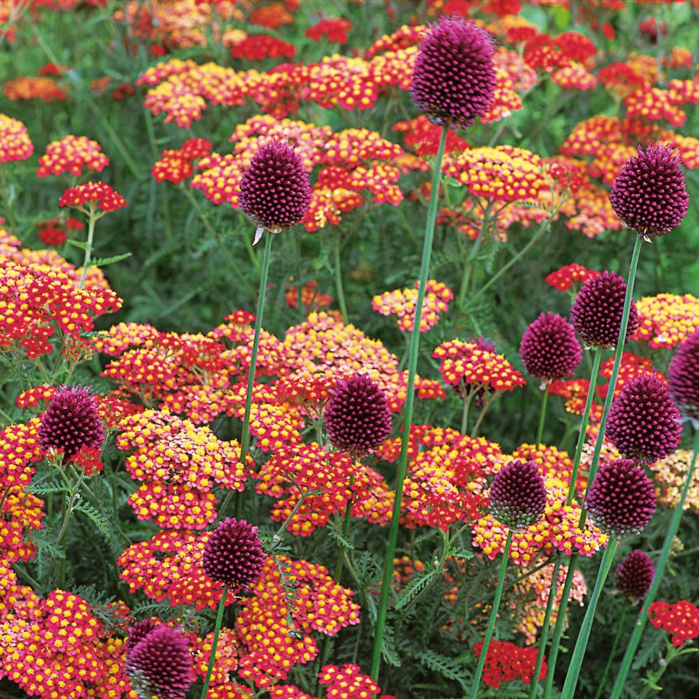 Achillea & Allium Collection - Red Highlights