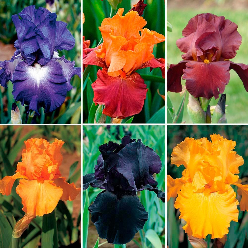 7 Old Fashioned mixed color Bearded Iris fans plant bulbs live