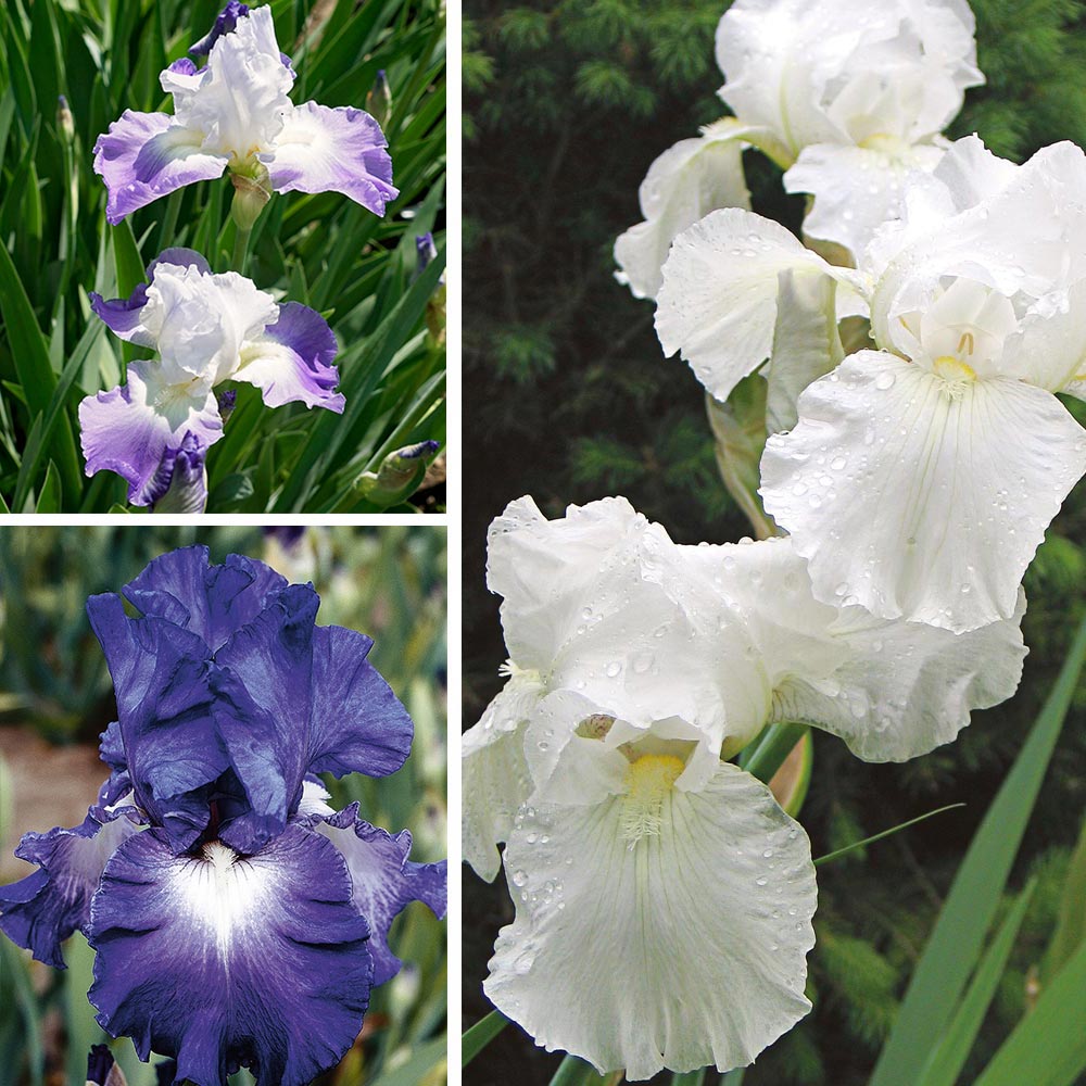 Reblooming Tall Bearded Iris Collection | White Flower Farm