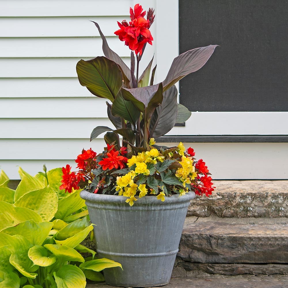 Skyrocket Container Garden