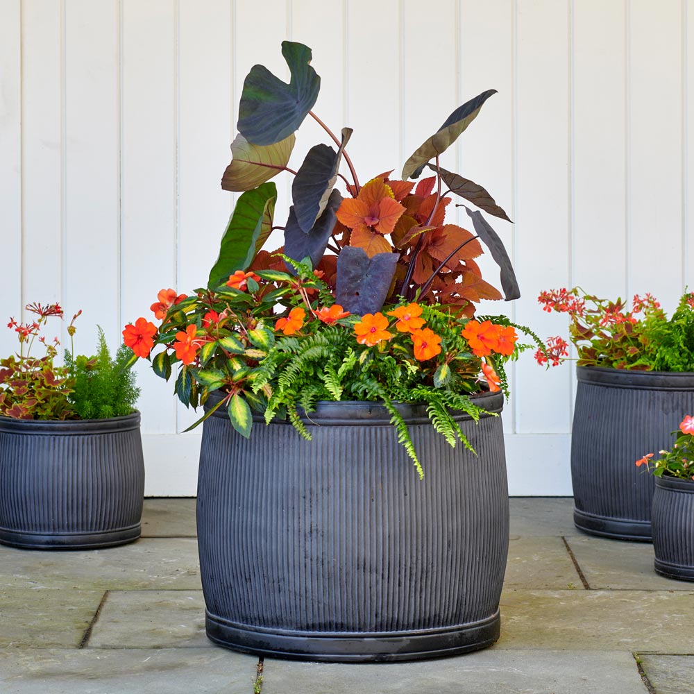 Tropical Volcano Container Garden