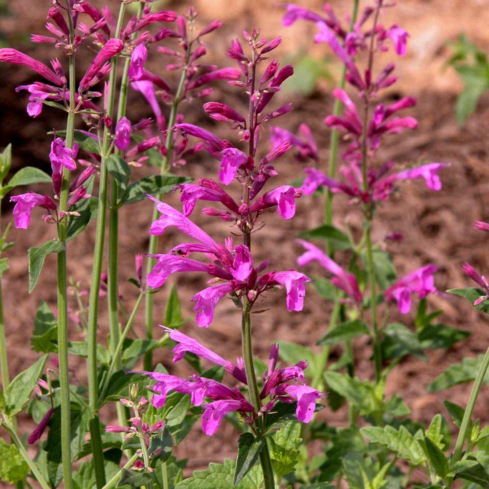 Agastache 'Heatwave'