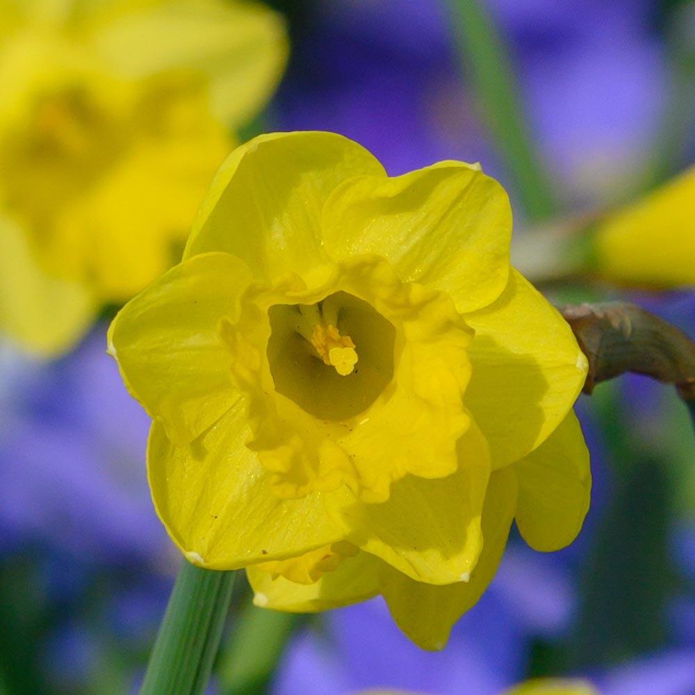 Narcissus 'Roundita'