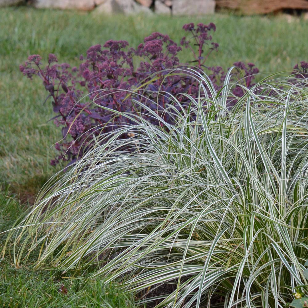 Carex Feather Falls | White Flower Farm