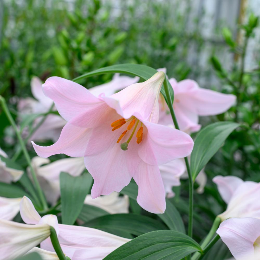 Lilium 'Magnifique'