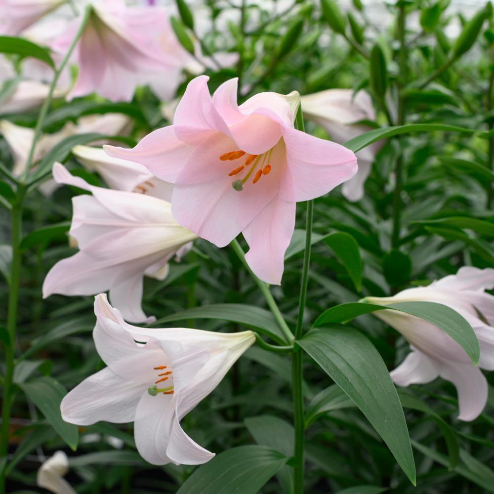 Lilium 'Magnifique' White Flower Farm