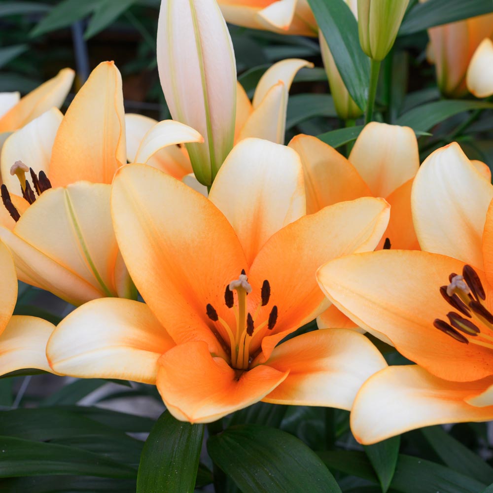 Lilium 'Orange Emperor'