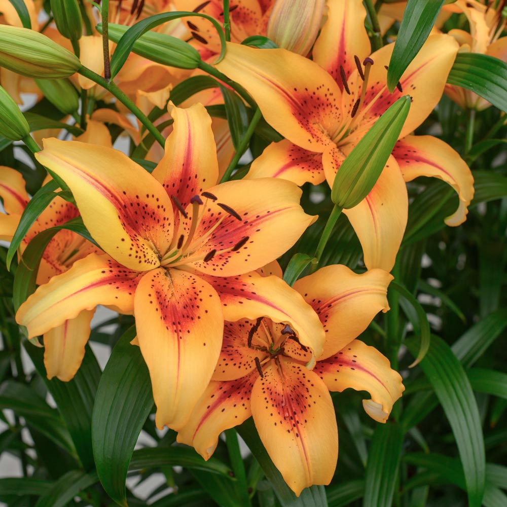 Lilium 'Hotel California'