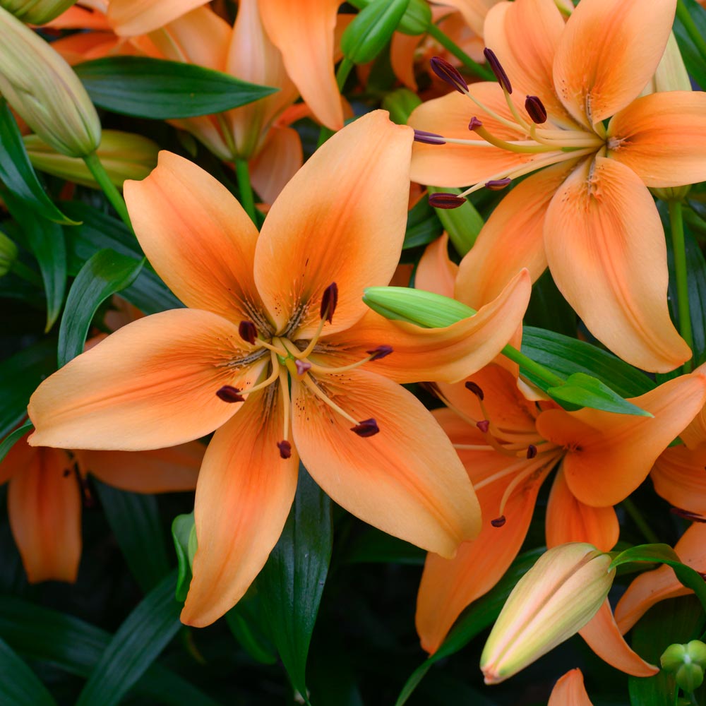 Lilium 'Sunset Boulevard' White Flower Farm