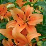  Lilium 'Sunset Boulevard'