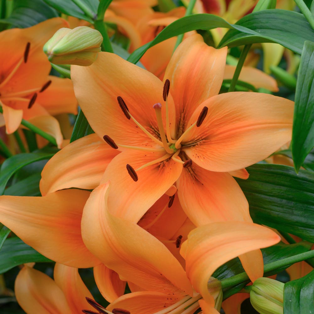 Lilium 'Sunset Boulevard'