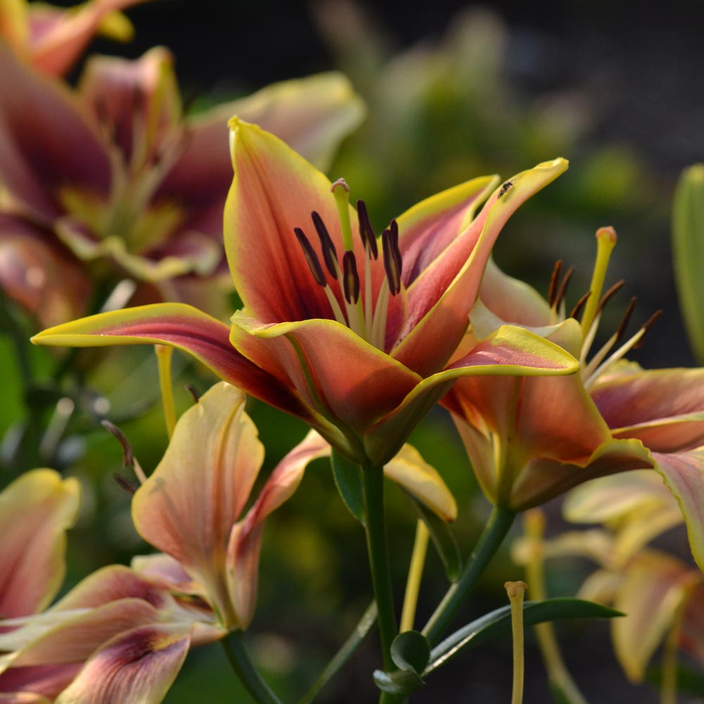 Lilium 'Avalon Sunset'