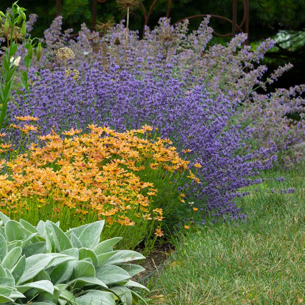 Easy-Care Border Trio