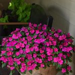  Impatiens walleriana Beacon® Violet Shades