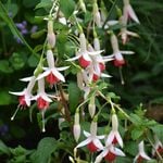  Fuchsia 'German Pearl'