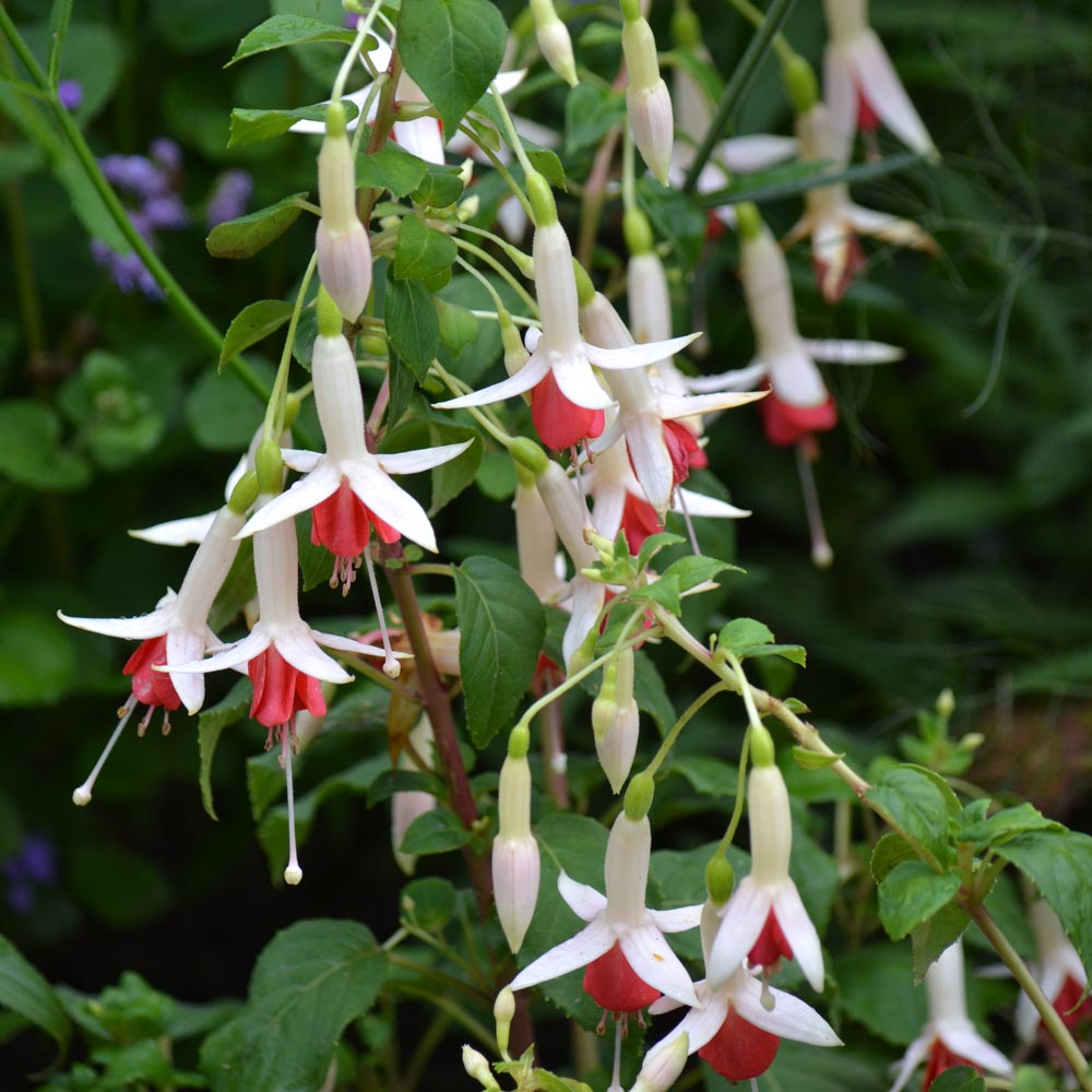 Fuchsia 'German Pearl'