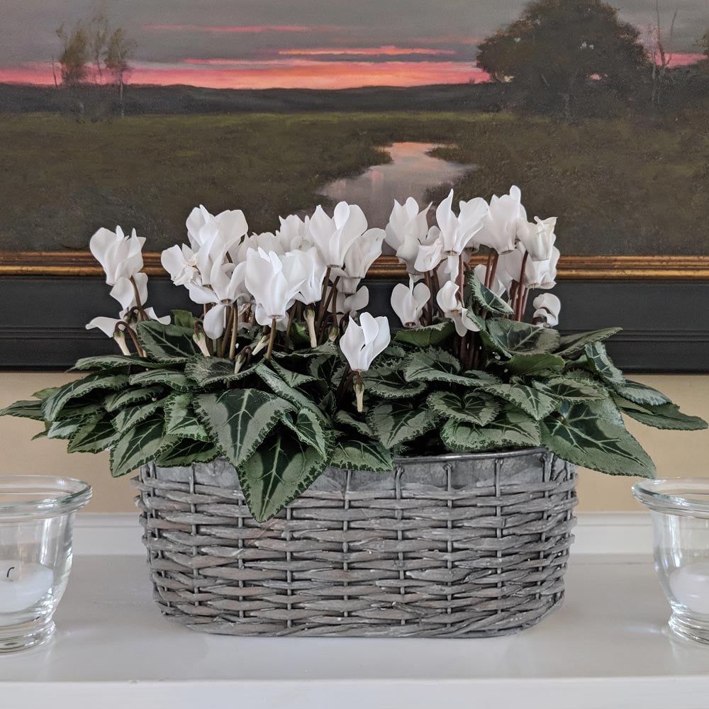 Cyclamen Silverleaf Pure White 2 Pots In Gray Willow Basket White Flower Farm