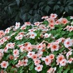  Impatiens Dazzler® Salmon Splash