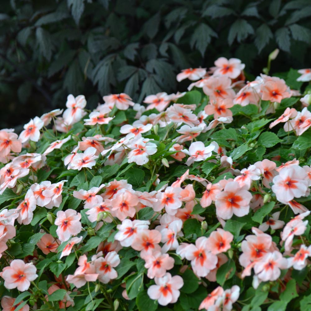 Impatiens Dazzler® Salmon Splash