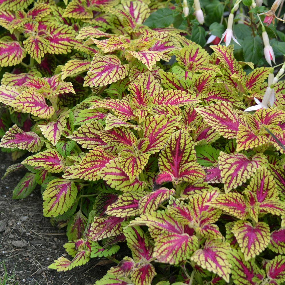 Coleus 'Dragon Heart' White Flower Farm