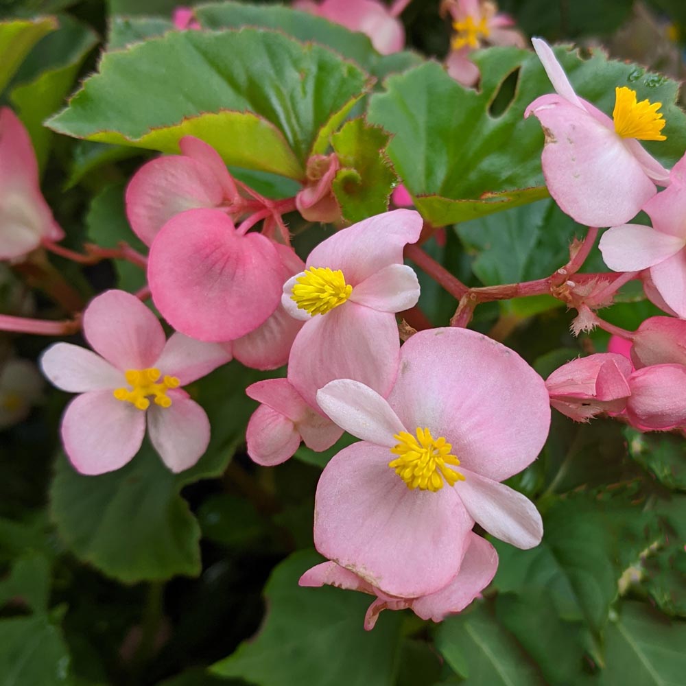 Begonia BabyWing® Pink