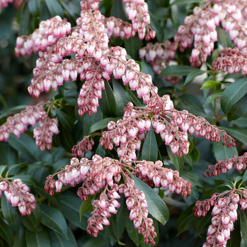 Pieris japonica 'Katsura'